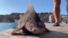 Surprenante découverte d’un requin à tête de cochon flottant dans la mer italienne