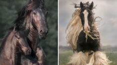 Une photographe capture la puissance impressionnante des chevaux de trait dans ses clichés dramatiques de chevaux en mouvement
