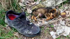 Un homme trouve une pauvre petite chienne abandonnée vivant dans une chaussure, la nourrit et trouve son foyer parfait pour toujours