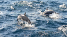 Des dauphins « alertent » des sauveteurs, les aidant à localiser un nageur disparu en mer depuis 12 heures
