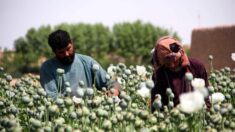 Les talibans vont probablement poursuivre le commerce lucratif de la drogue en Afghanistan, selon les experts