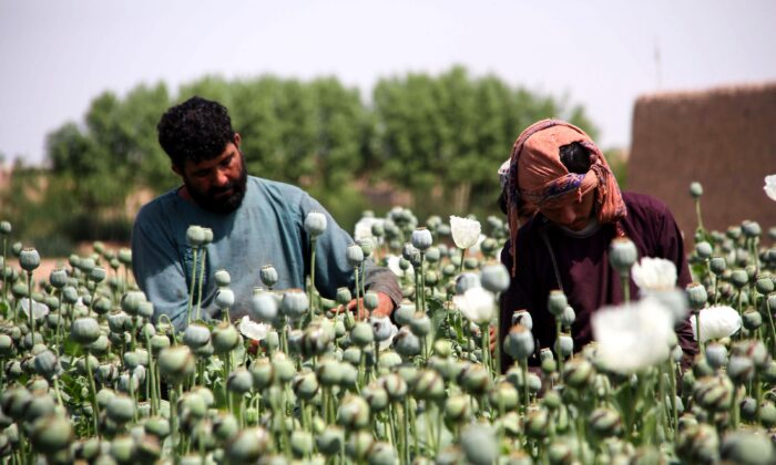 Sur cette photo prise le 13 avril 2019, des agriculteurs afghans récoltent de la sève d'opium dans un champ de pavot dans le district de Gereshk de la province de Helmandz, en Afghanistan. L'Afghanistan est le premier producteur mondial d'opium, et cette culture représente des centaines de milliers d'emplois. (Noor Mohammad/AFP via Getty Images)