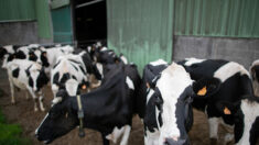 Haute-Loire : depuis l’installation d’une antenne 4G, la production de lait des vaches d’un agriculteur a chuté de moitié