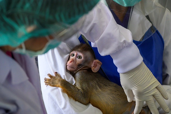 Un bébé singe dans un laboratoire scientifique. (Photo :  MLADEN ANTONOV/AFP via Getty Images)