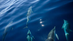Menacé, le grand dauphin sous étroite surveillance en Méditerranée