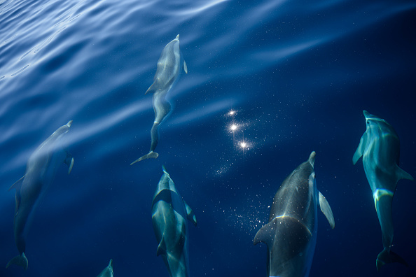-Des dauphins communs nagent près d'un bateau transportant une équipe d'écologistes travaillant à la protection des cétacés en mer Méditerranée le 23 juin 2020. Photo de Christophe SIMON / AFP via Getty Images.