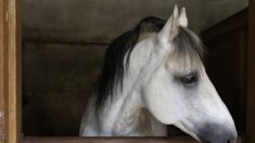 Gard : onze chevaux morts intoxiqués par une plante en Camargue, l’éleveuse appelle à l’aide