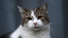 Vosges : après quatre ans de recherches, il retrouve sa chatte, disparue en Italie