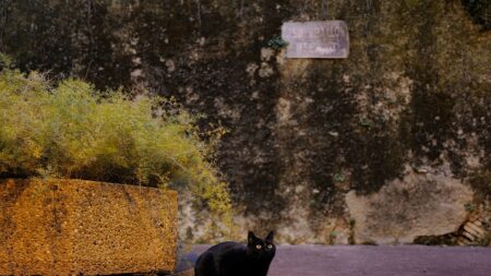 Côtes-d’Armor : le chat Bagheera réintègre son domicile après 15 mois d’absence