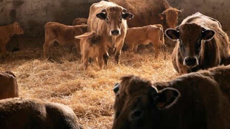 Dordogne : un éleveur contraint d’abattre tout son troupeau à cause de la tuberculose bovine