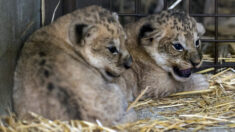 Moselle : naissance inattendue de deux lionceaux d’Afrique au zoo d’Amnéville