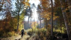 Aude : une soixantenaire jugée pour vivre illégalement dans un bois « comme au Moyen Âge, dans une grande précarité »