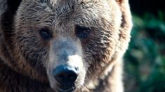 Pyrénées-Orientales : une randonneuse croise un ours dans les gorges de Carança
