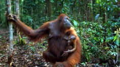 Des orangs-outans de Bornéo testés pour le coronavirus