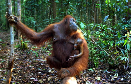 -Les orangs- outans vivent dans le parc national de Tanjung Puting à Kalimantan sur l'île de Bornéo où ils sont protégés.  Photo de Paula Bronstein/Getty Images.