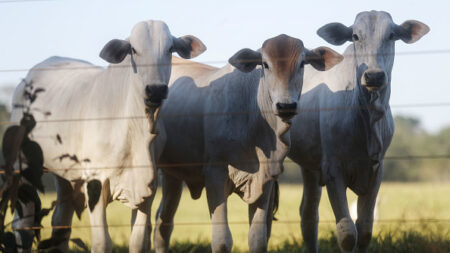 Deux cas atypiques de « vache folle » détectés au Brésil