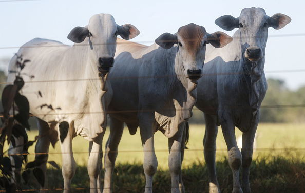 Le ministère de l'Agriculture brésilien a suspendu ses exportations de bovins vers la Chine, mais assure qu’il s’agit de cas atypiques d'encéphalopathie spongiforme bovine.  (Photo : Mario Tama/Getty Images)