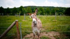Puy-de-Dôme : un refuge accueille plus de 300 ânes maltraités ou abandonnés venant de toute la France