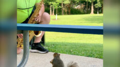 Vidéo : un écureuil apprécie d’écouter un professeur de musique s’exercer au saxophone dans un parc