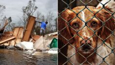 Avant que l’ouragan Ida ne frappe la Louisiane, des centaines de chiens et de chats ont été évacués à temps