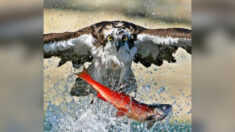 Des photos étonnantes montrent un balbuzard pêcheur arrachant des saumons rouges d’un lac et les soulevant dans les airs