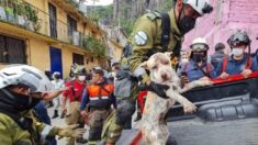 Une petite chienne est secourue par l’armée mexicaine trois jours après l’effondrement de la colline de Chiquihuite
