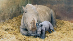 Une femelle rhinocéros blanc du Sud donne naissance à une petite femelle au zoo de Londres et les photos sont adorables