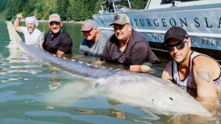 Le plus grand poisson d’eau douce jamais découvert : des pêcheurs à la ligne remontent un esturgeon géant de 3,5 m au Canada