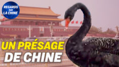 Focus sur la Chine – Un cygne noir visite la place Tiananmen à Pékin