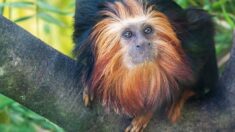 Marseille : la SPA récupère un singe à tête dorée volé, une espèce en voie de disparition