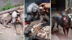 Des photos montrent la transformation d’un chien maltraité et mal nourri après avoir été adopté par un nouveau propriétaire