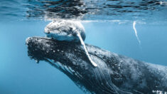 Des photos émouvantes montrent une mère baleine à bosse aidant son nouveau bébé à respirer