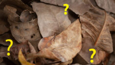Pouvez-vous repérer le papillon de nuit habilement camouflé dans cette photo de feuilles brunes et craquantes ?
