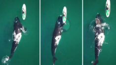 Le moment incroyable où une énorme baleine donne une poussée à un paddleboarder est filmé – magnifique