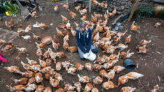 Une femme sauve 4000 poules en collectant près de 3000 euros en 36 heures