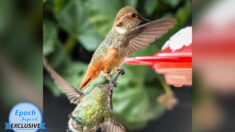 Une photo ultra-rare montre un colibri qui s’empare du bec d’un autre oiseau, se battant pour la nourriture
