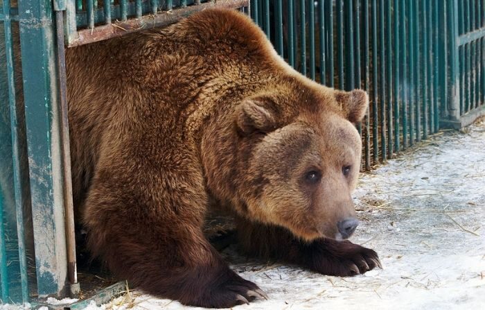Un ours brun regarde à l'extérieur d'une cage, le 1er février 2013, dans le plus grand centre de réhabilitation des ours d'Europe, installé dans le parc naturel national des Carpates, près de Sinevyr willage, à environ 700 km de Kiev, la capitale ukrainienne. (OLEXANDER ZOBIN/AFP via Getty Images)