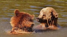 Des pêcheurs sauvent trois oursons qui se noient dans un lac