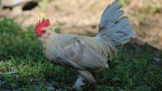 « Un coq n’a pas de télécommande ! » : des voisins exaspérés par le chant des coqs dans un village du territoire de Belfort