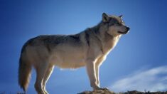 Savoie : une meute de loups filmée en pleine rue à Modane