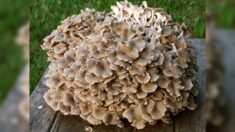 Marne : des promeneurs cueillent un champignon comestible de 17,5 kg