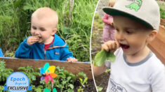 Vidéo : un garçon de 4 ans mange des légumes tout droit sortis du jardin en faisant preuve d’une mémoire étonnante concernant leurs propriétés