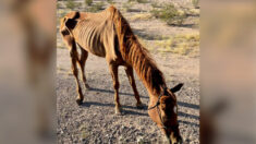 Un squelette ambulant : un cheval abandonné à son sort dans le désert est sauvé in extremis et se rétablit