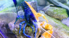 Un homard très rare, de couleur bleu-orange,(un sur 50 millions), est recueilli après la fermeture d’un aquarium dans le Maine pendant le COVID