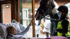 Une femme atteinte d’un cancer en phase terminale fait ses adieux à son cheval et à ses chiens avant de mourir : « Son visage s’est illuminé »