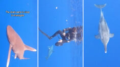 VIDÉO : un dauphin aperçoit un requin qui tourne autour de plongeurs et tente de les protéger
