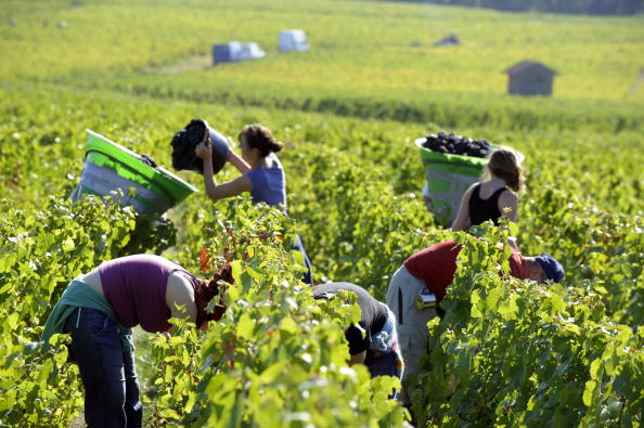 -Dans le Beaujolais où les vendanges ont débuté le 13 septembre, la plupart des vignerons perpétuent deux traditions : la cueillette manuelle et le recrutement de vendangeurs de tout âge sur une période de 10 jours. Photo PHILIPPE DESMAZES/AFP via Getty Images.