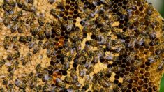 « Une démolition au goût de miel » : en Côte-d’Or, un ouvrier sauve 35.000 abeilles nichées dans un mur