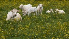 Normandie : la vache de Chloé sauvée de l’abattoir grâce à une cagnotte en ligne