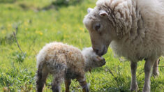 Royan : un agneau, que sa mère « essayait de tuer », a trouvé une nouvelle maman en la personne d’un agent municipal